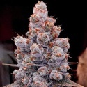 Banana Jealousy Auto RF3 (Ethos Genetics) Feminiserad