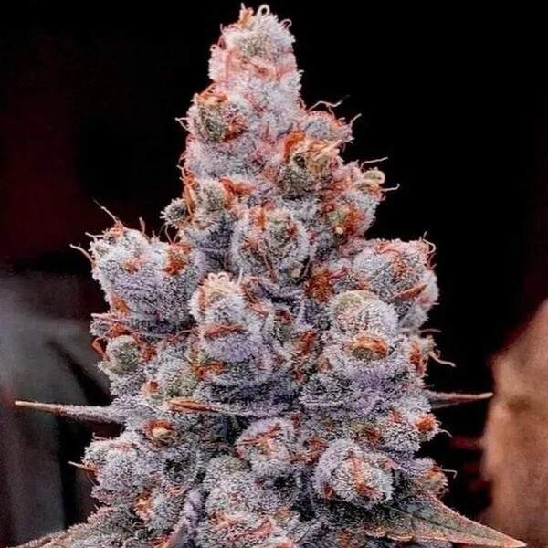 Banana Jealousy Auto RF3 (Ethos Genetics) Feminiserad