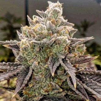 Bubble Gummy Auto (Ethos Genetics) Feminiserade