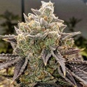 Bubble Gummy Auto (Ethos Genetics) Feminiserade