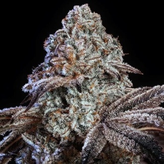 Psy-op R1 (Ethos Genetics) Feminiserad