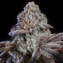 Psy-op R1 (Ethos Genetics) Feminiserad