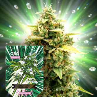 CBG Autoflower (Zamnesia Seeds) Feminiserade
