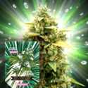 CBG Autoflower (Zamnesia Seeds) Feminiserade