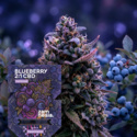 Blueberry CBD 2:1 (Zamnesia Seeds) Feminiserade
