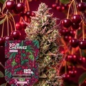 Sour Cherriez (Zamnesia Seeds) Feminiserade