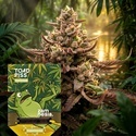 Toad Piss (Zamnesia Seeds) Feminiserade