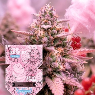 Pink Berriez (Zamnesia Seeds) Feminiserade