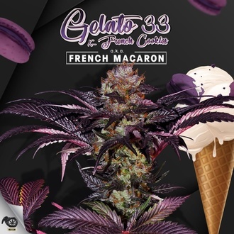 French Macaron (T.H.Seeds) Feminiserad