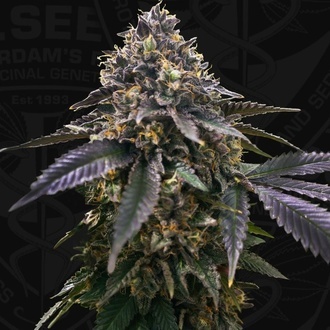 French Macaron (T.H.Seeds) Feminiserad
