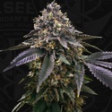 French Macaron (T.H.Seeds) Feminiserad