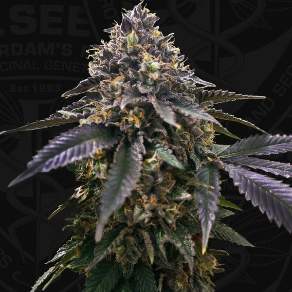 French Macaron (T.H.Seeds) Feminiserad