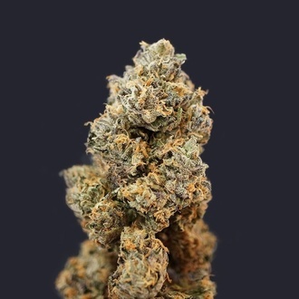 French Macaron (T.H.Seeds) Feminiserad