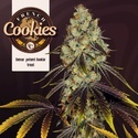 French Cookies (TH Seeds) Feminiserad