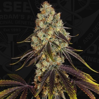 French Cookies (TH Seeds) Feminiserad