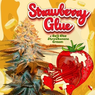 Strawberry Glue (T.H.Seeds) Feminiserade