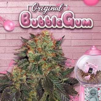 Bubblegum (T.H. Seeds) Feminiserade