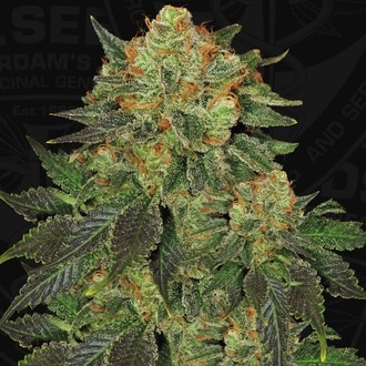 Bubblegum (T.H. Seeds) Feminiserade