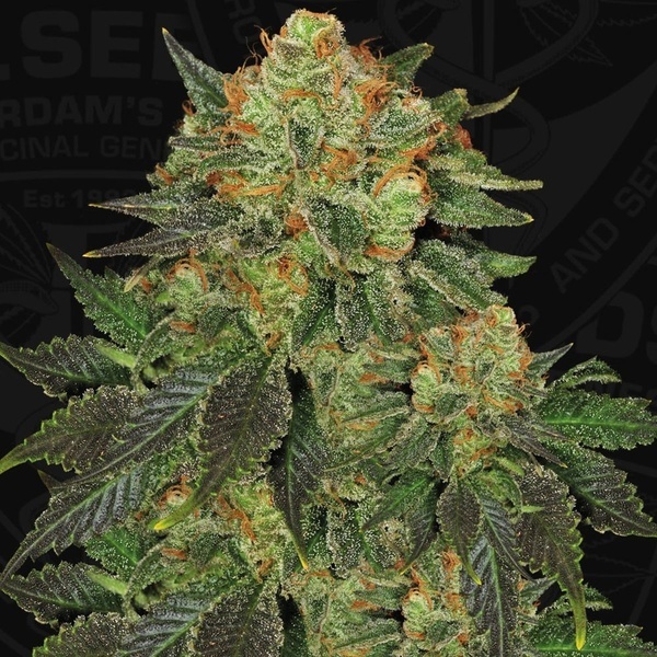Bubblegum (T.H. Seeds) Feminiserade