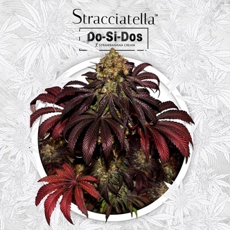 Stracciatella Do-Si-Dos X SBC (T.H.Seeds) Feminiserade