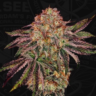 BubbleGummieZ (T.H. Seeds) Feminiserad