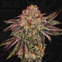 BubbleGummieZ (T.H. Seeds) Feminiserad