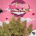 MOB (T.H. Seeds) Feminiserade