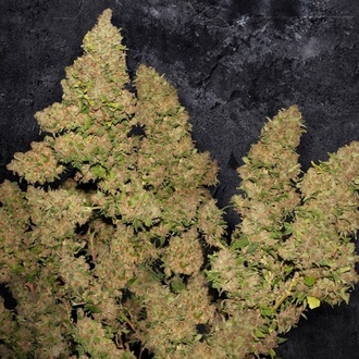 MOB (T.H. Seeds) Feminiserade