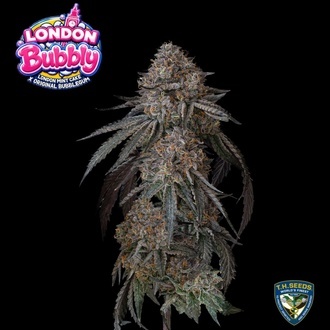 London Bubbly (T.H.Seeds) Feminiserad
