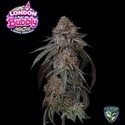 London Bubbly (T.H.Seeds) Feminiserad