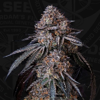 London Bubbly (T.H.Seeds) Feminiserad