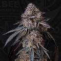 London Bubbly (T.H.Seeds) Feminiserad