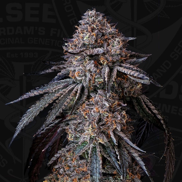 London Bubbly (T.H.Seeds) Feminiserad