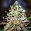 Cotton Candy (Delicious Seeds) Feminiserade