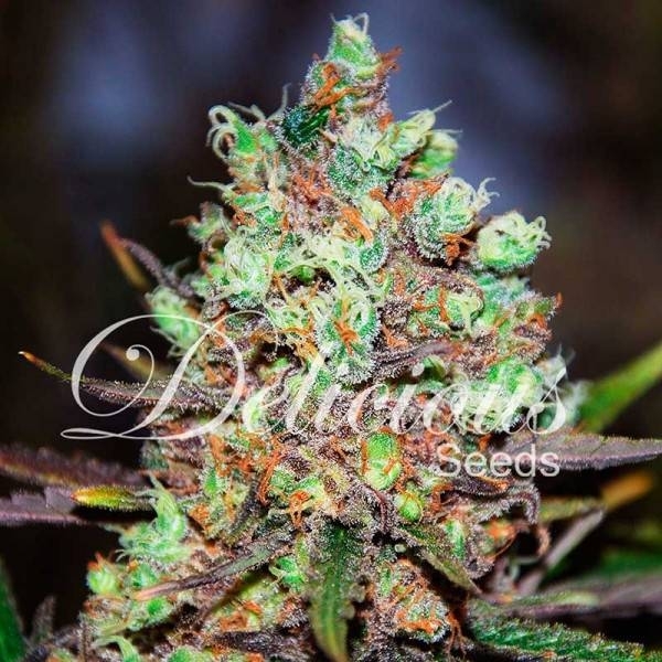 Cotton Candy (Delicious Seeds) Feminiserade