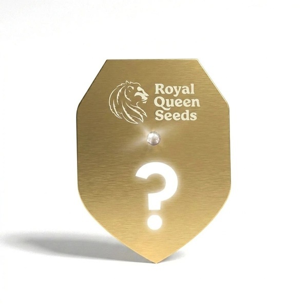 F1 Mysteriefrö 1 (Royal Queen Seeds)