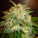 La Bella Afrodita (Delicious Seeds) Feminiserade