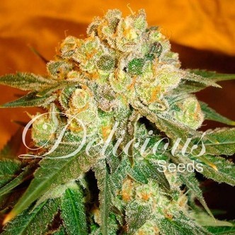 Marmalate (Delicious Seeds) feminiserade cannabisfr&ouml;n