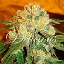 Marmalate (Delicious Seeds) Feminiserade