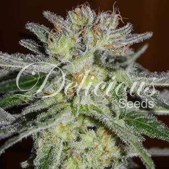Northern Light Blue (Delicious Seeds) feminiserade cannabisfr&ouml;n