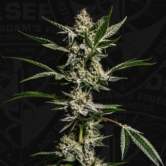 FireGum (T.H.Seeds) feminiserad