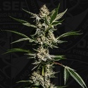 FireGum (T.H.Seeds) feminiserad