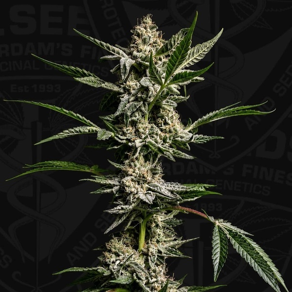 FireGum (T.H.Seeds) feminiserad
