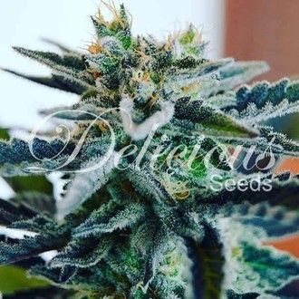 Sugar Black Rose (Delicious Seeds) Feminiserade