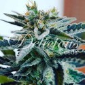 Sugar Black Rose (Delicious Seeds) Feminiserade