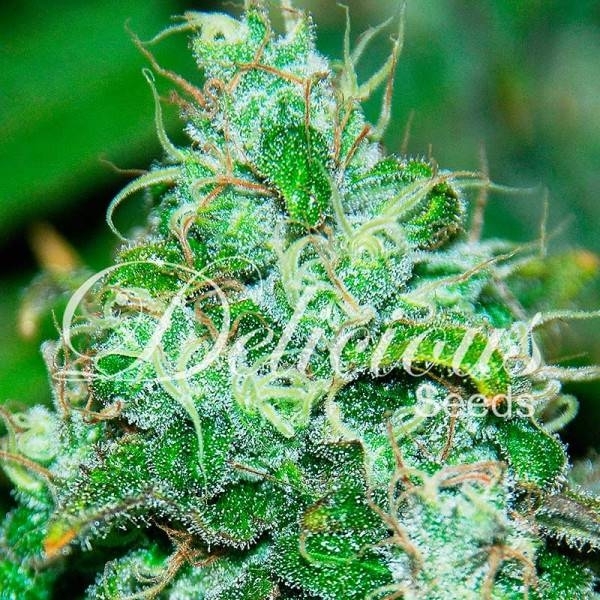 Fruity Chronic Juice (Delicious Seeds) Feminiserade