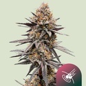 Gravity Berry F1 (Royal Queen Seeds) Feminiserade