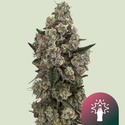 Supersoda F1 (Royal Queen Seeds) Feminiserade