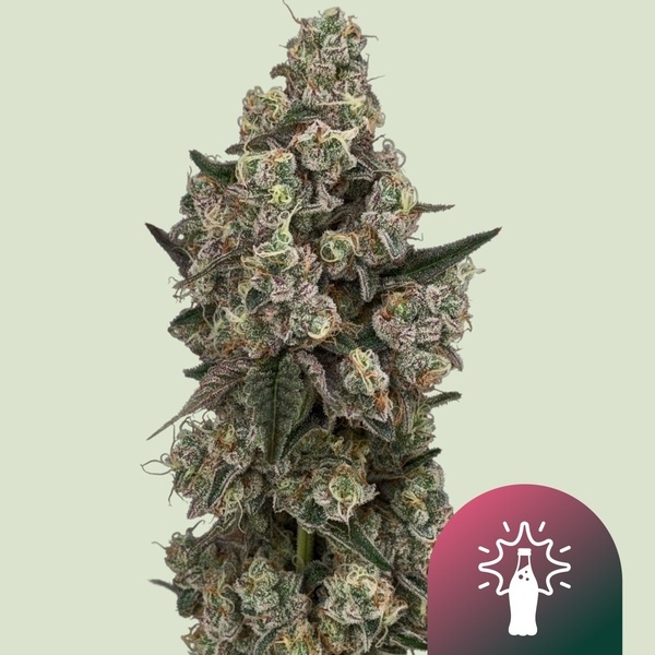 Supersoda F1 (Royal Queen Seeds) Feminiserade