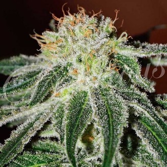 Black Russian (Delicious Seeds) Feminiserade